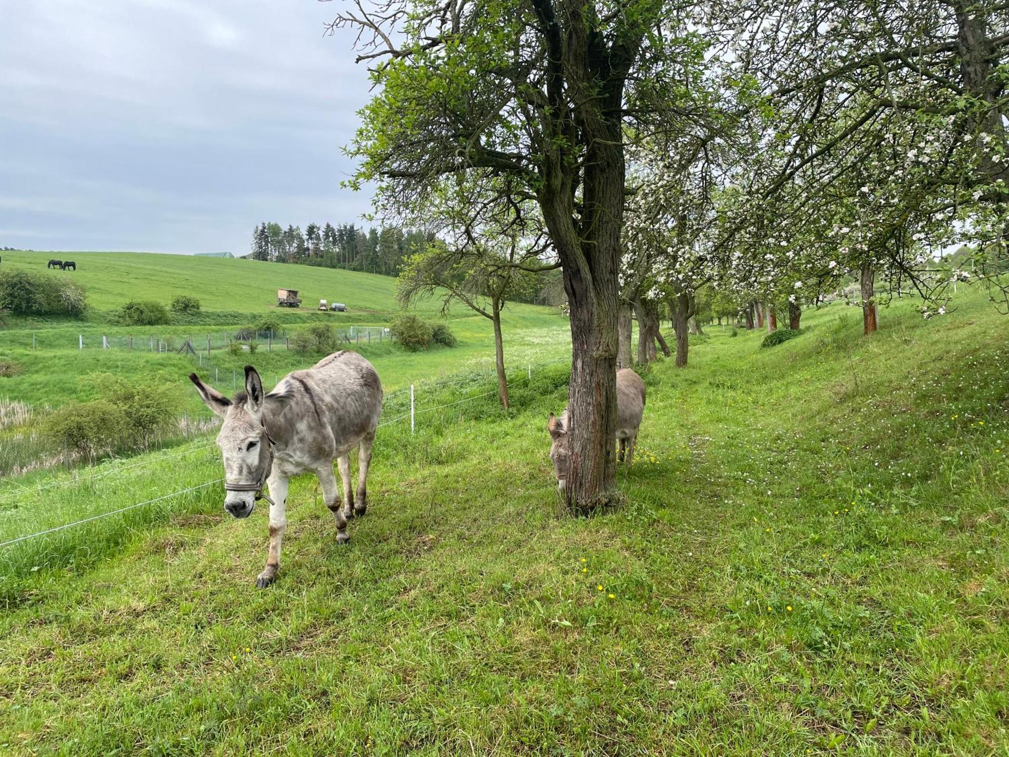 Ferienhof"Waldesel Rippersroda" Buitenkant foto